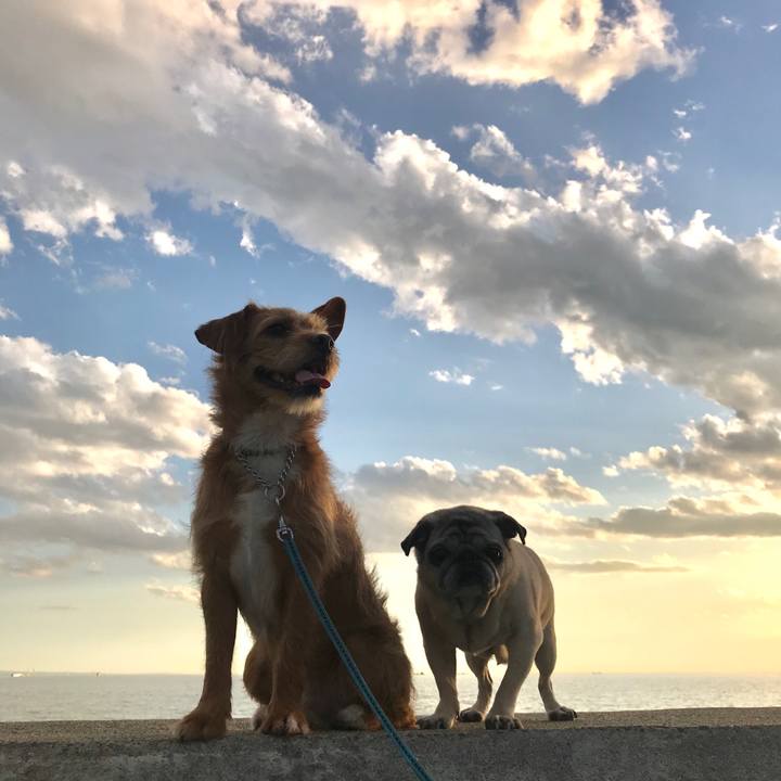 187b7378 3120 4668 b018 d388ddf15cdf 1583972640975