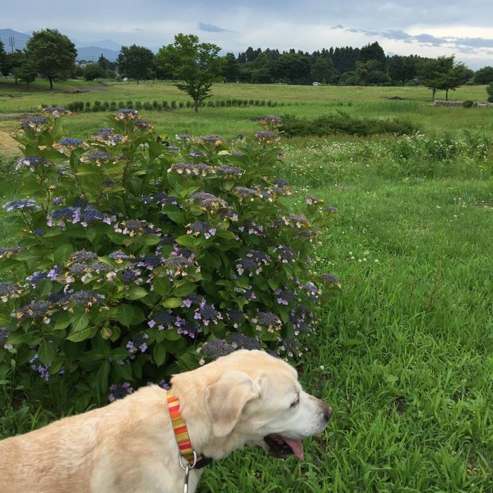 187ebe8d bc54 4985 8b11 68d8423fecf3 1530664748997