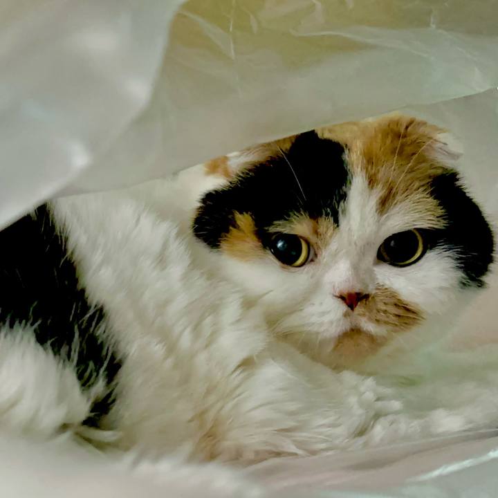 187ed597 8f20 4ecf 92e9 34abc49fa91c 1736511689982