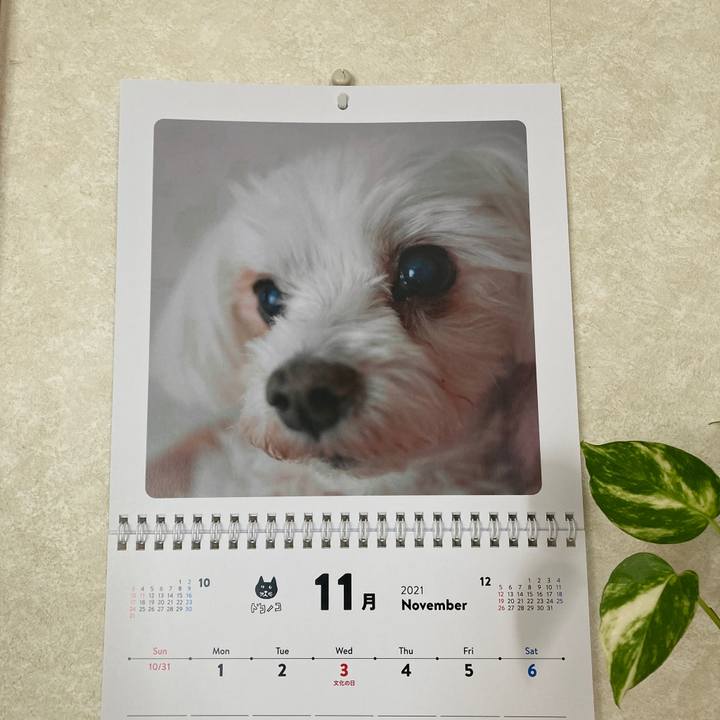 18802498 64bc 459b 9346 1cfb0bd7249c 1635724811550