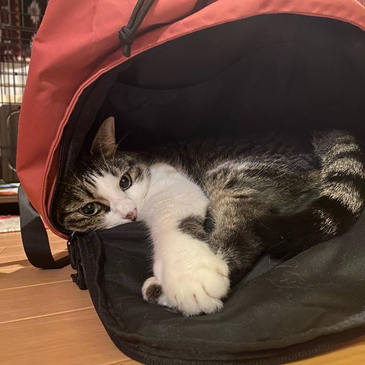 18809a73 5881 4fff b21c 0036c6dc66a6 1602646288832