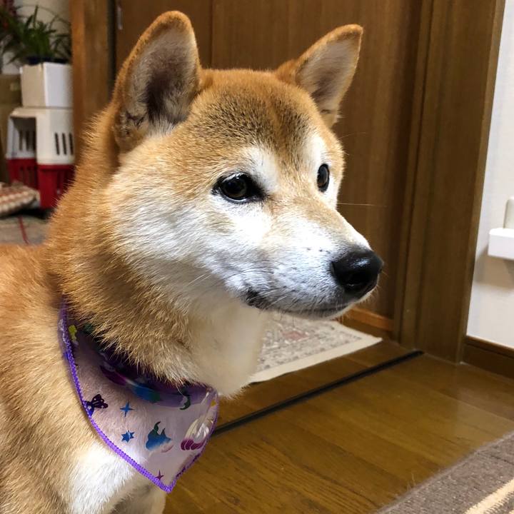 1882e9c0 5a44 4ff2 b69b 0078581880b1 1540810586873