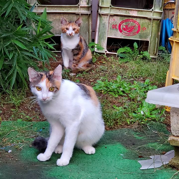 1886b51f c09d 42ea 8ff4 23b75a18fc81 1729190272196