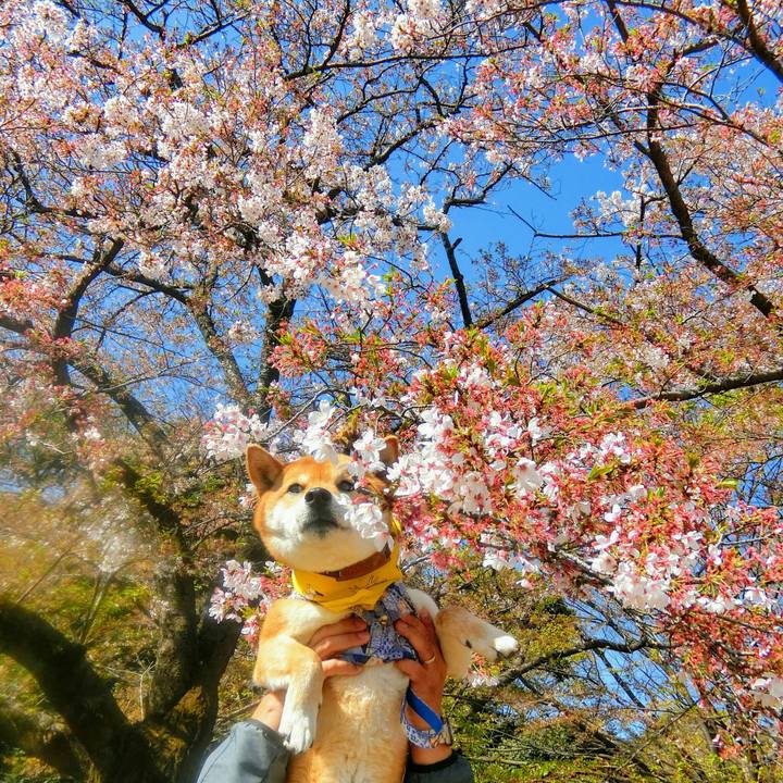 1887000a 864e 43c4 96ff fed1173da01b 1555158033019