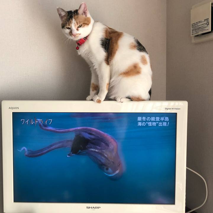 188d33e2 3800 4a27 be3e 260c3c50507f 1583070851462