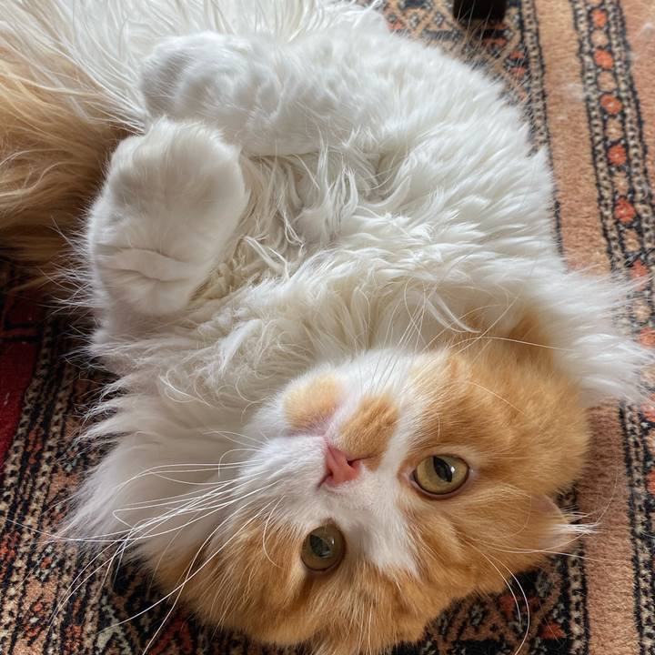 188d4371 1489 4e00 8798 8d6a9898436a 1599096494366