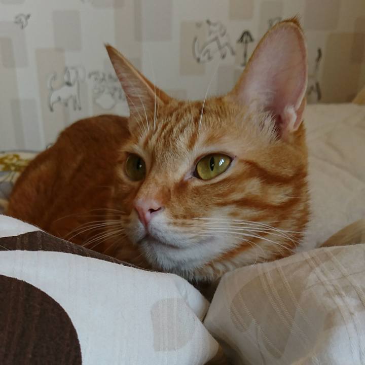 18908251 5851 4783 b3e6 e24d13cb47b5 1509866238484