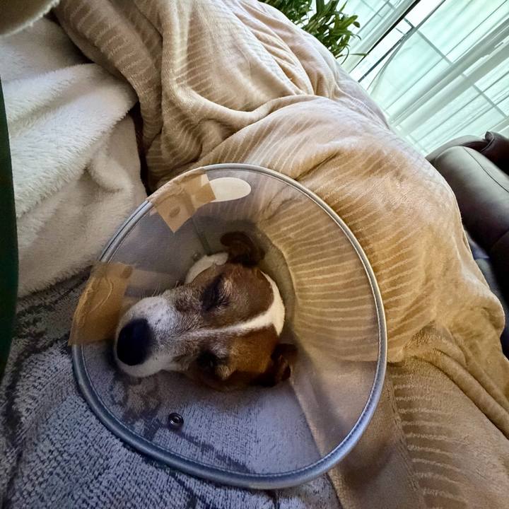 1893f8cc 46d5 430c b77d 9592fc47b662 1765664088202