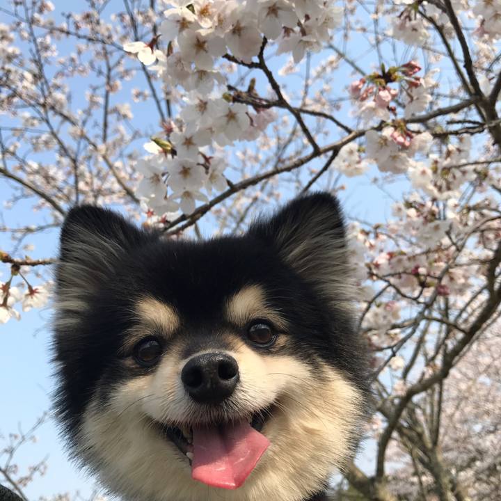 1894f00c cebc 454f 8bfa fd3452f43883 1554736037660