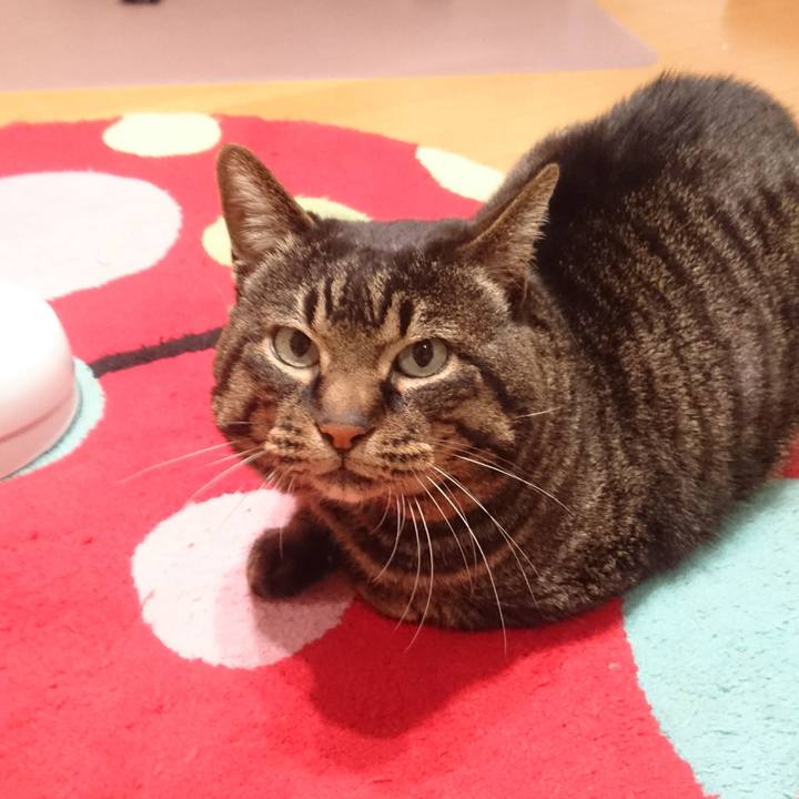 189676e2 f683 42e2 89c8 b7b841dc1d71 1519037621232