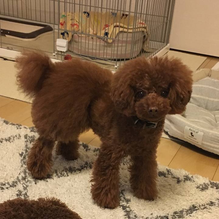 189705e0 2af1 4e55 a55a 29188b57db76 1511957621453