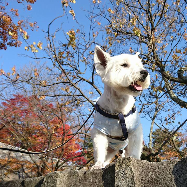 189709a9 8d06 4f71 b706 87e7f918ebd2 1509884437534