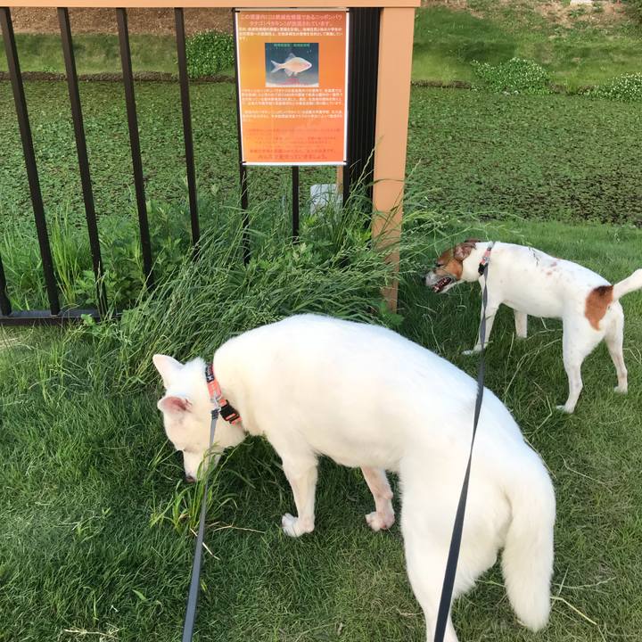 1897aae9 f281 4565 b0ed ccb00d66fdb4 1528544617935