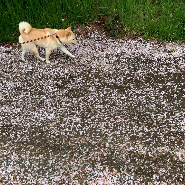 189a1a16 8f9c 48c2 af91 a89b4f0d56a6 1649198245387