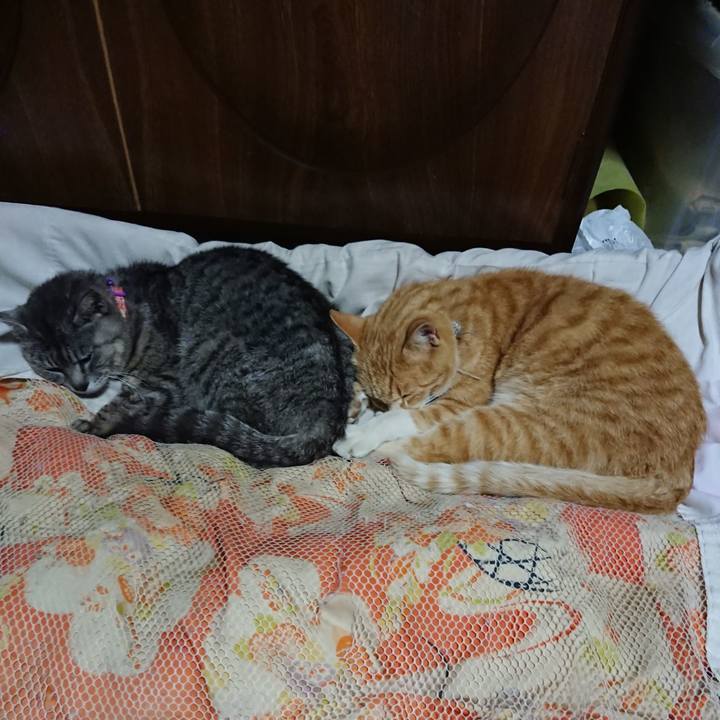 189a5b08 41f6 46f2 90e5 f410778b4f53 1591276228972