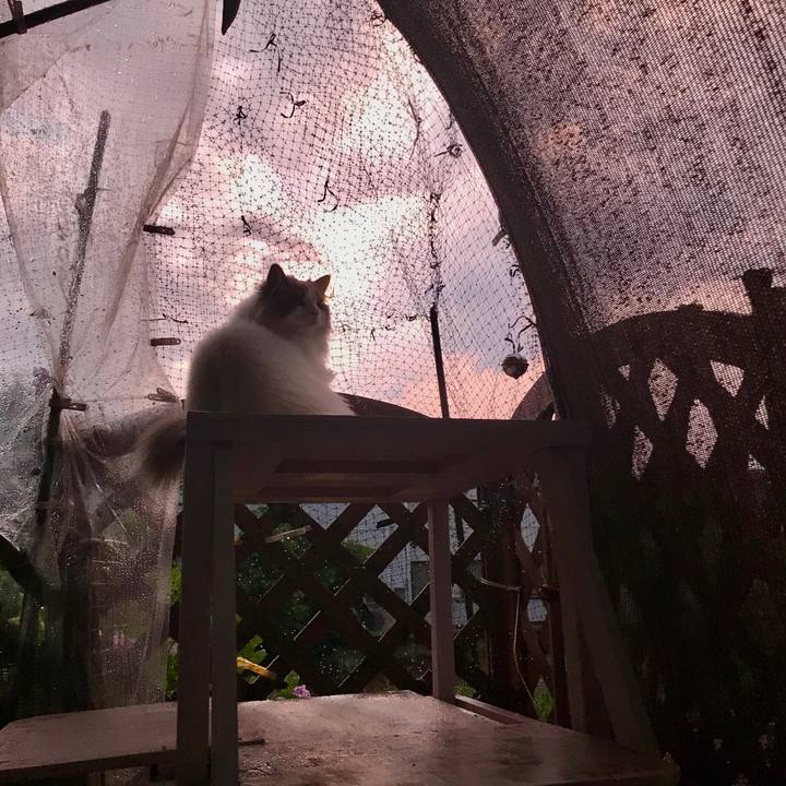 18a08c4b 2e17 45c0 8f64 77d2cd8b5926 1592302260864