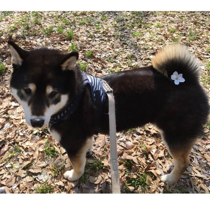 18a0ae90 6371 45ca a1bb 59c20ef87b46 1522203674558