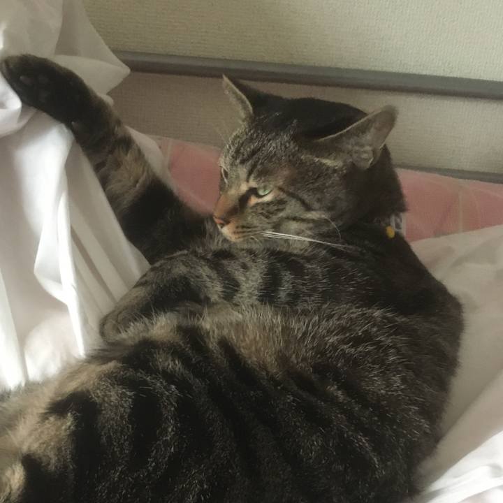 18a0dc55 3fd4 4e88 b34a 32b586bba1cf 1598060838746