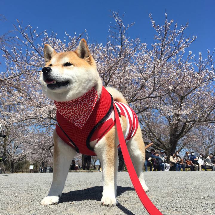 18a2b76b 7111 4e19 826a d3cf2cd996d2 1585125901095