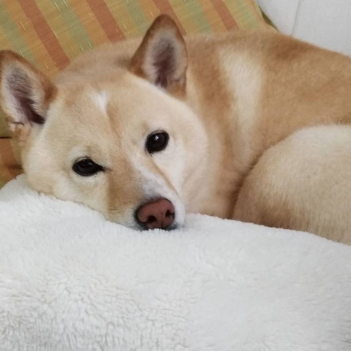 18a5e81f 3273 42c7 bf9c 01efde0b050c 1592447241696