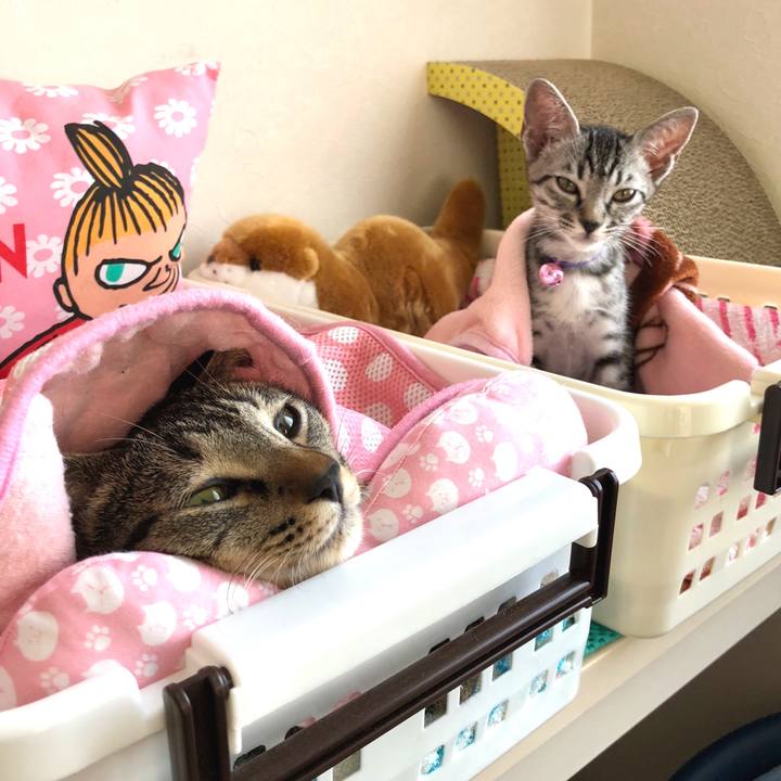 18a7c4f4 3de6 4964 80b9 a064b7e67ac0 1531111531252