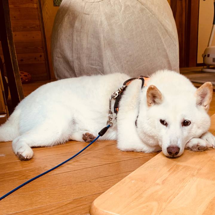 18a87f40 9f56 468b 9e82 aec591dd8e82 1634798540198