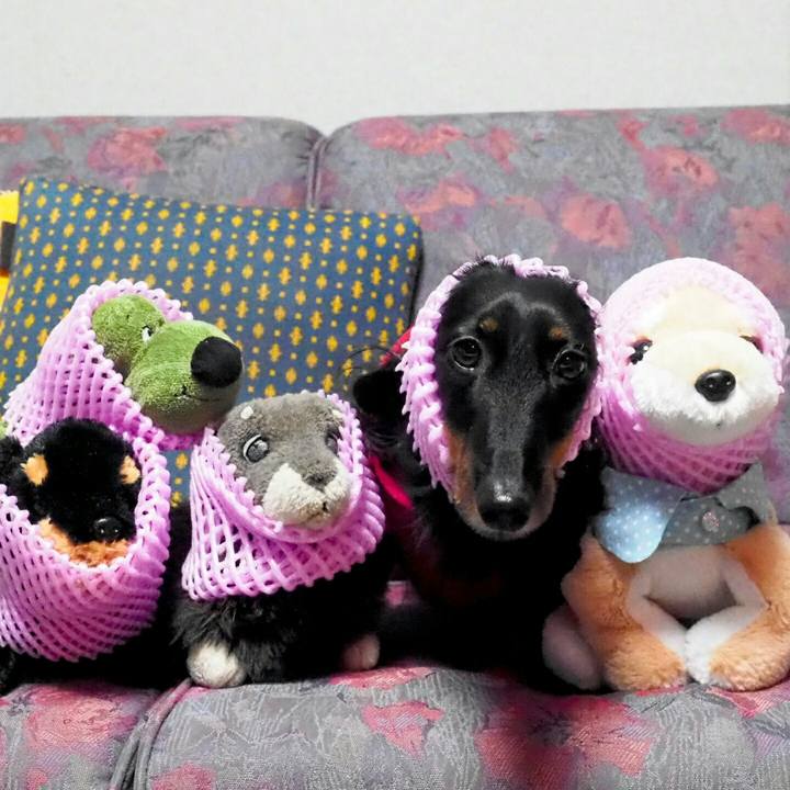 18abcc77 9c62 41c5 a0a6 1580799172f8 1544581431791