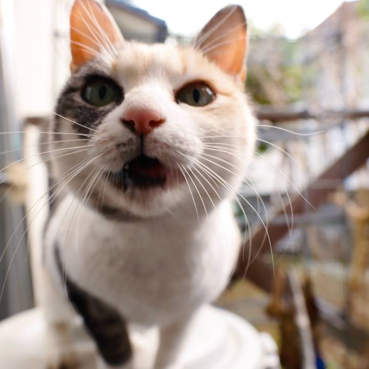 18ac43ed 1168 4e26 9ade 50df597bbf5d 1738850018130