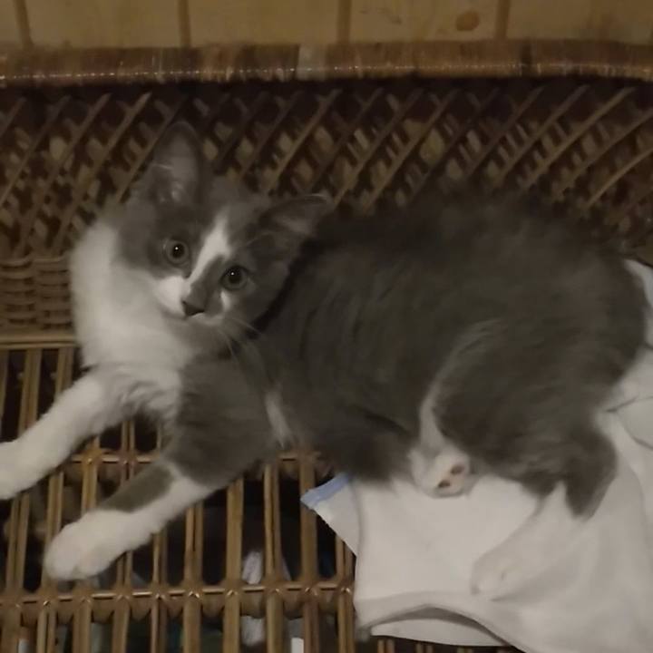 18add37a 7d56 4971 94cd f18a7fd0b767 1564398452268