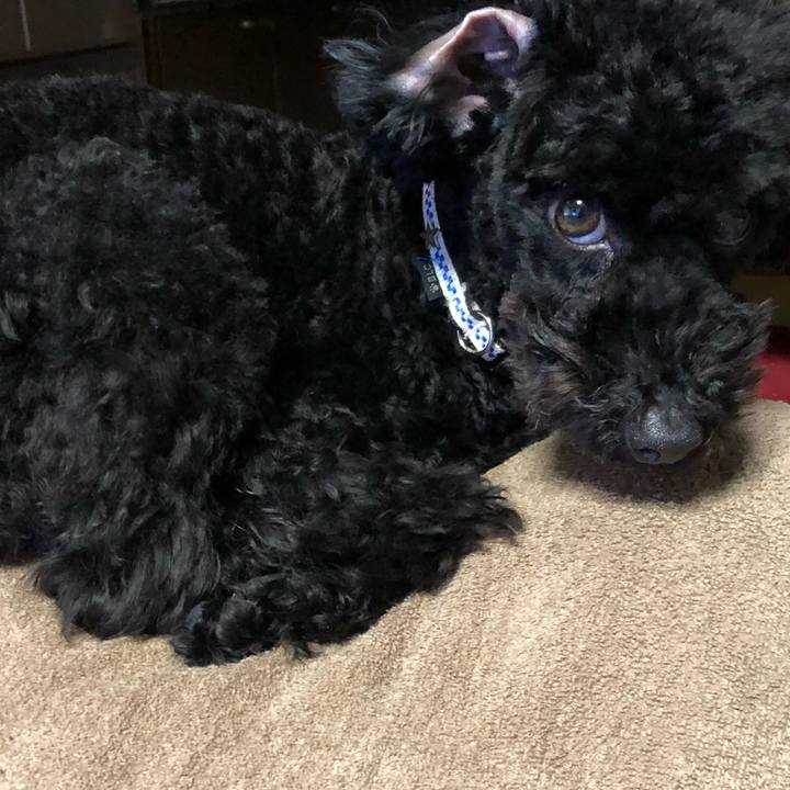 18af29e6 c538 48c8 bdab 5a688d7196a7 1517392674645