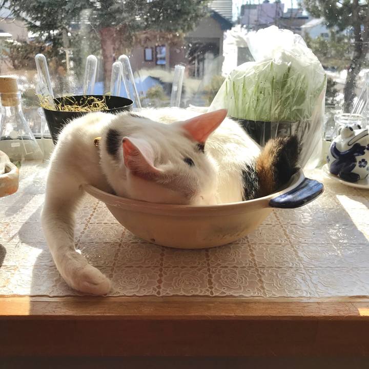 18afc390 753b 43f2 a37b e035c4aab0d3 1521332125794