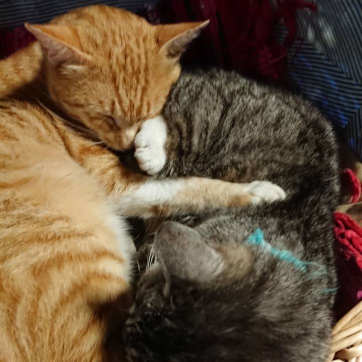 18afd585 7df2 44bd ad17 58d573ad029f 1561791433914