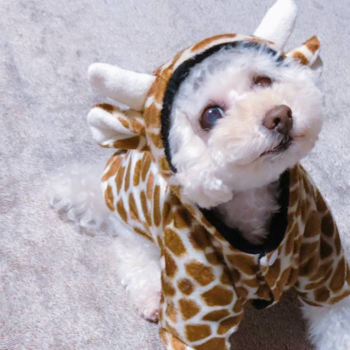 18b3bc4a 4677 48d0 851a e8268ffafee4 1544971368012