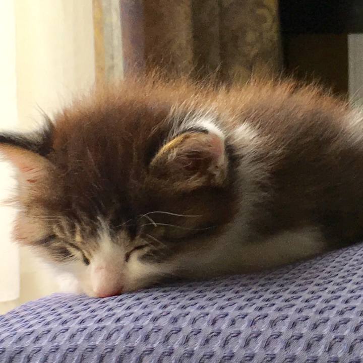 18b677b8 e90b 489d 99e1 ab8b9c8bfbbc 1633399626714