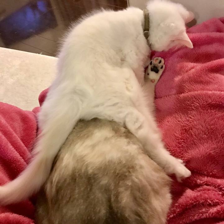 18b84bd3 0744 4b2f 8243 433c313e330f 1559261249721