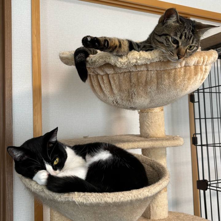 18b8c4d4 d2dc 416b 894c cb0332dbabe6 1773367498701