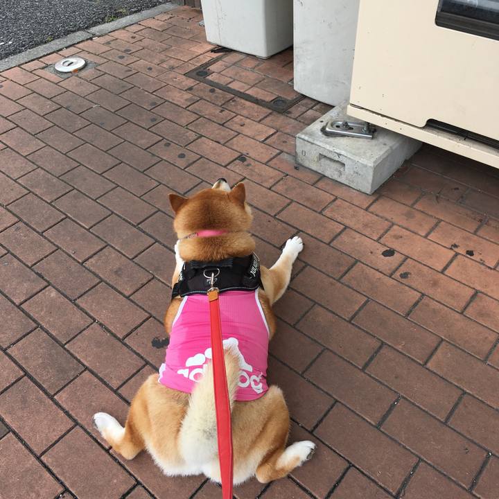 18b8de39 6ec2 44d3 bbf6 02b299368afb 1594521542059