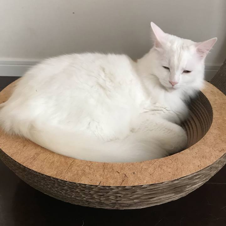 18b970a9 e48f 414d b471 c4b5d5a7df8b 1544587827138