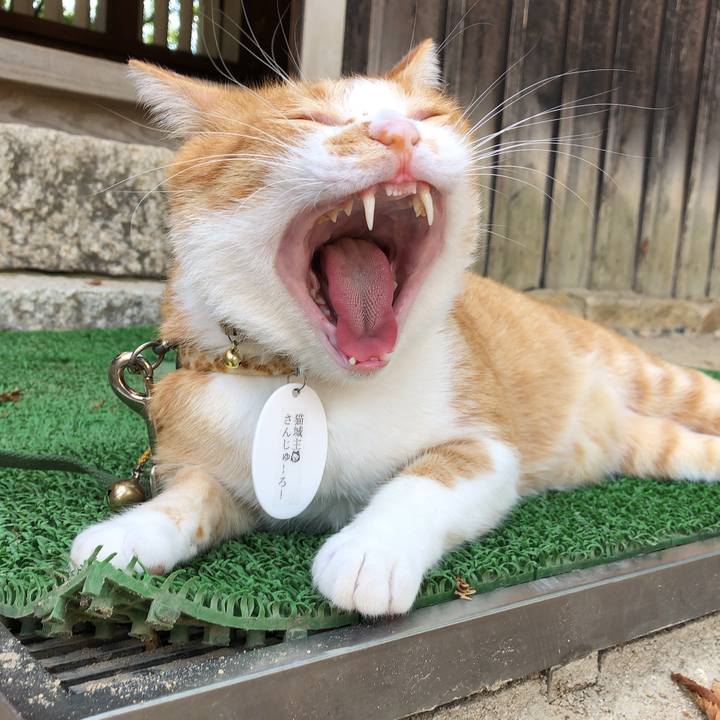 18be36c9 1eaa 4808 a905 aaa62c5833c6 1598441268798