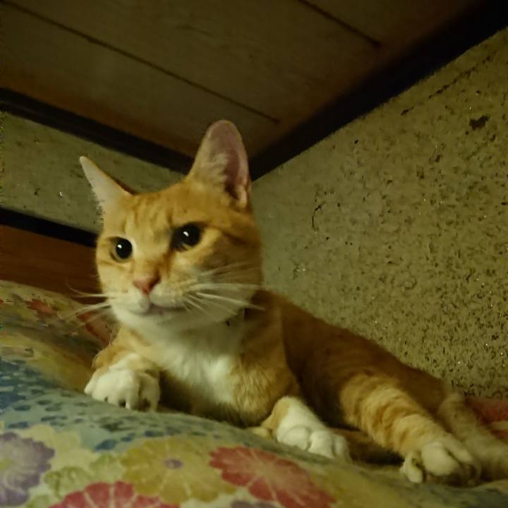 18c4577d 393a 43de 8123 f3888343f34f 1595247864377