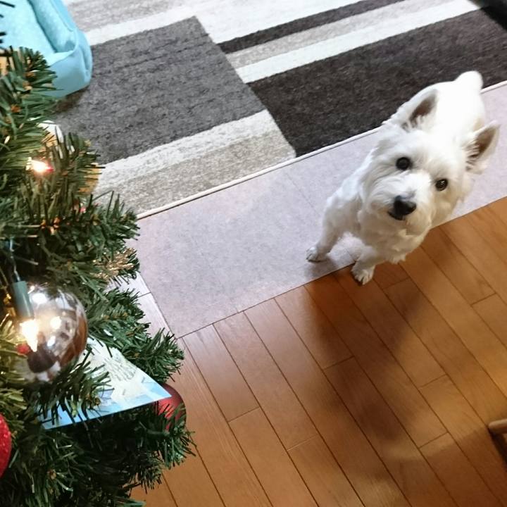 18c4965e 8e82 4eb5 b45c 1f0757862841 1511447143370