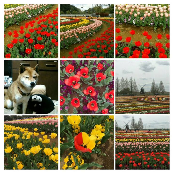 18c4d8b8 a93c 4cc5 bb89 5282c1a75550 1555496393758