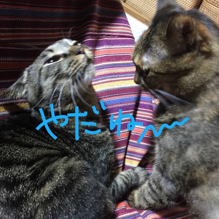 18c936fa a220 4fdd baeb 5c66f72183c1 1514915539126