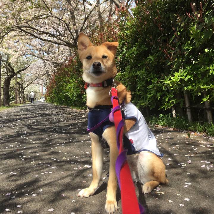 18c960c4 ddde 43c7 b08d 1df5a176c361 1554469229474