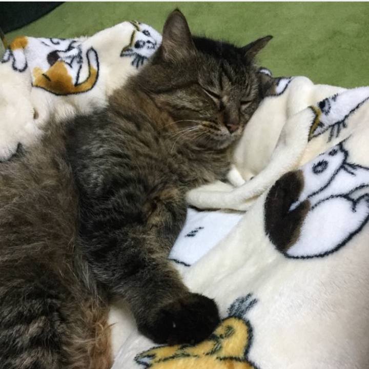 18ca85e4 373f 482f 8354 338dfe037603 1762000833407