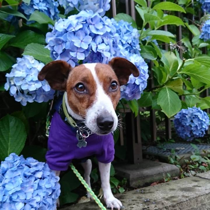 18cd4f5d 37c6 430b 91a0 42f387ea0fe8 1592141486042