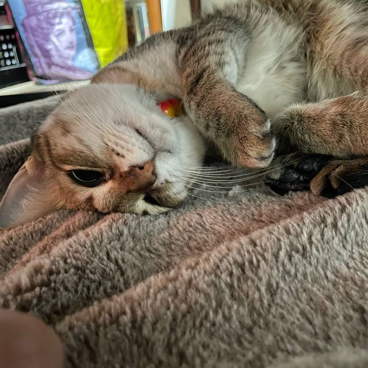 18ce7e2c 3e5a 4b35 9623 0a28b12313e8 1738455170641