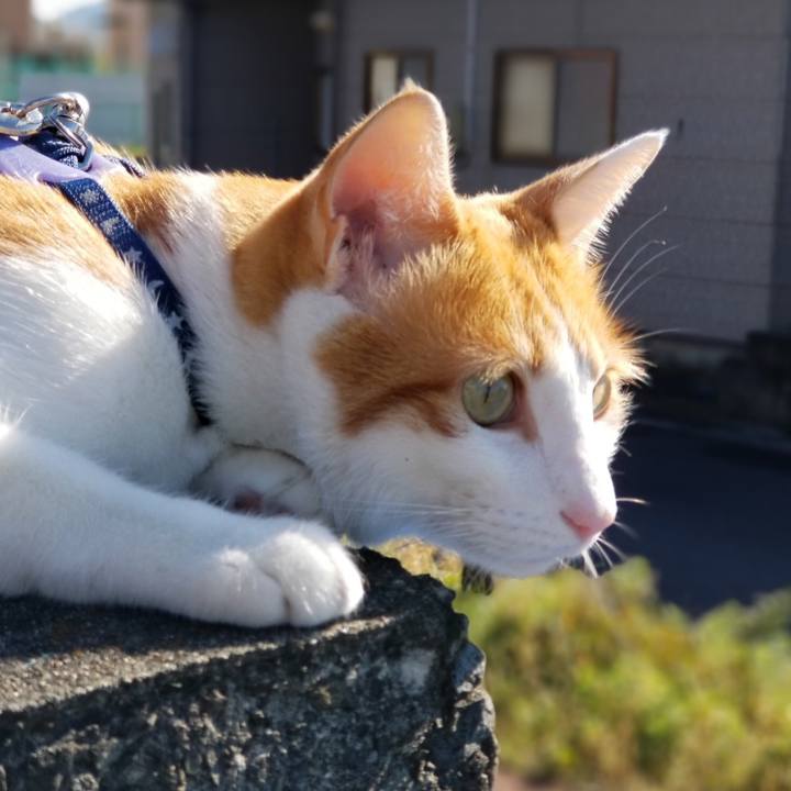 18cf338e 445e 4da2 a5ae be2d2218b5eb 1541306107738