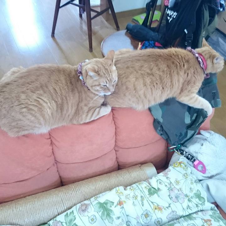 18d0dc6d a82f 4695 b9eb 4a088e4c0123 1528875613716