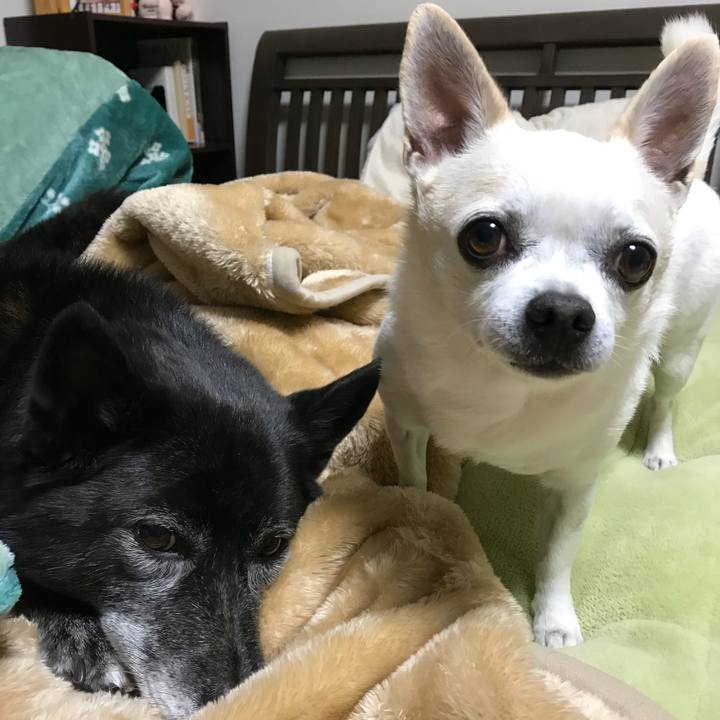 18d0e03a 2ef0 44a9 9ffd ab8189905341 1511951575504